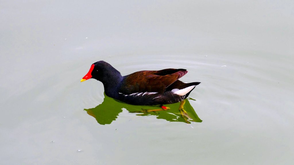 大安公園,台大校園_3012121