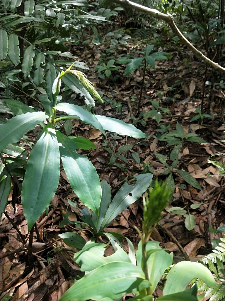 菜公坑古道，面天古道，逛逛尋蘭趣_1096126