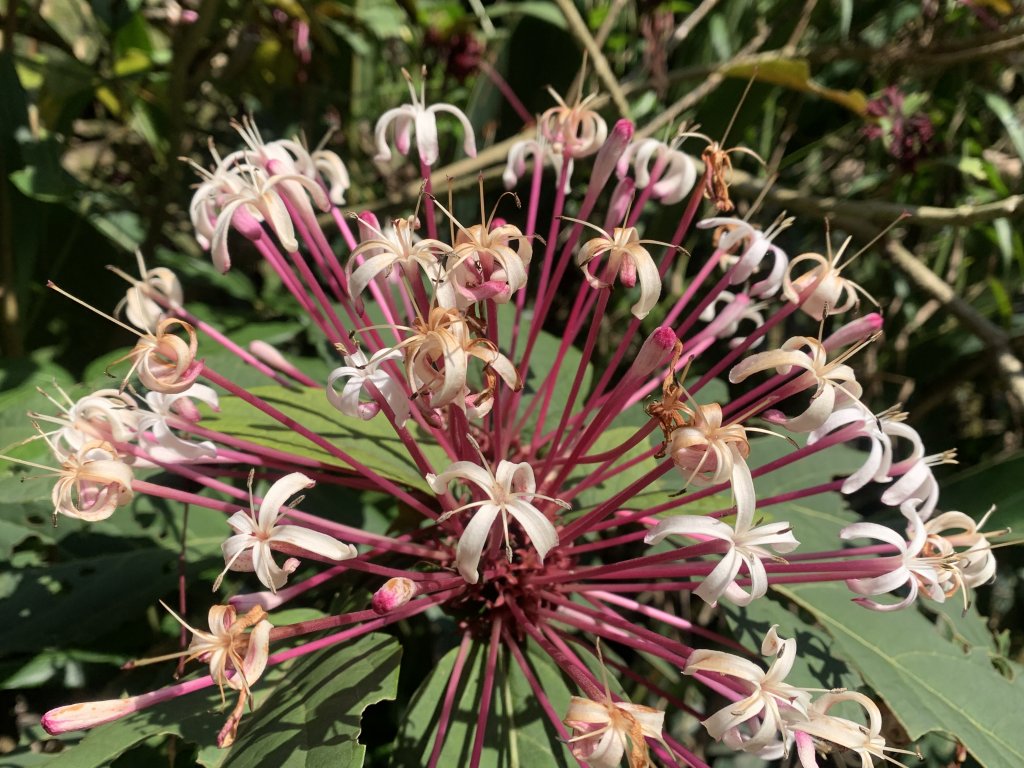 20250322南投松柏坑山-大棚山_2745831