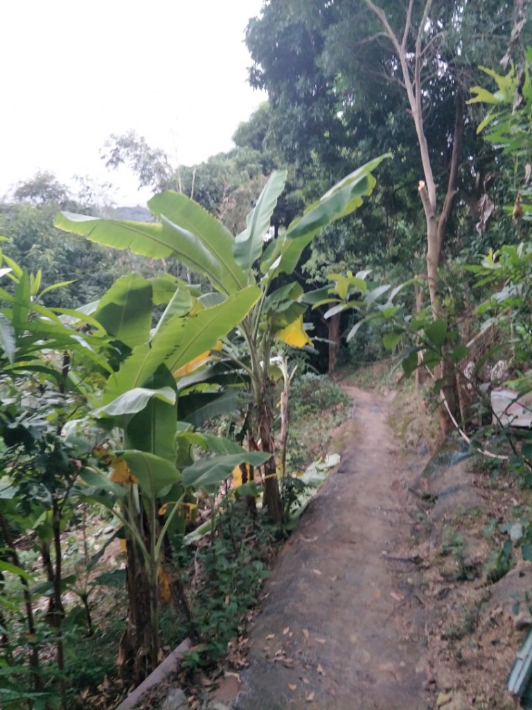 坔埔山登山步道_1518293