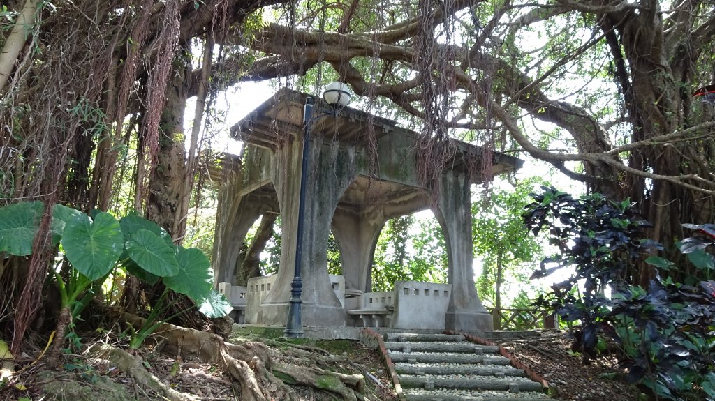 溫羅汀魚木,小觀音山,寶藏巖,尋寶步道,台大,芳蘭居_2115515