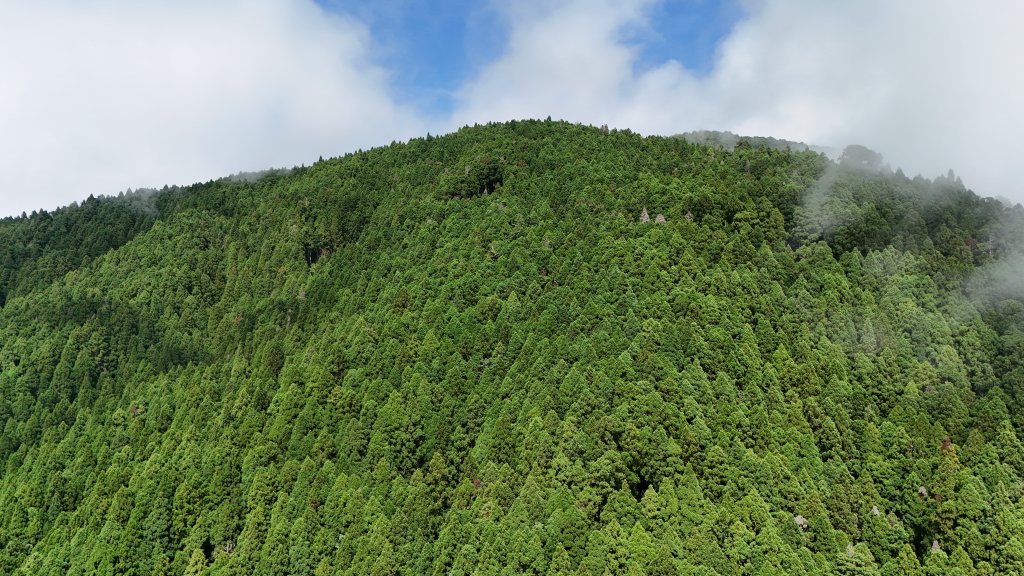 2025.07.13－漫步於森林中：鵝公髻山_2835507