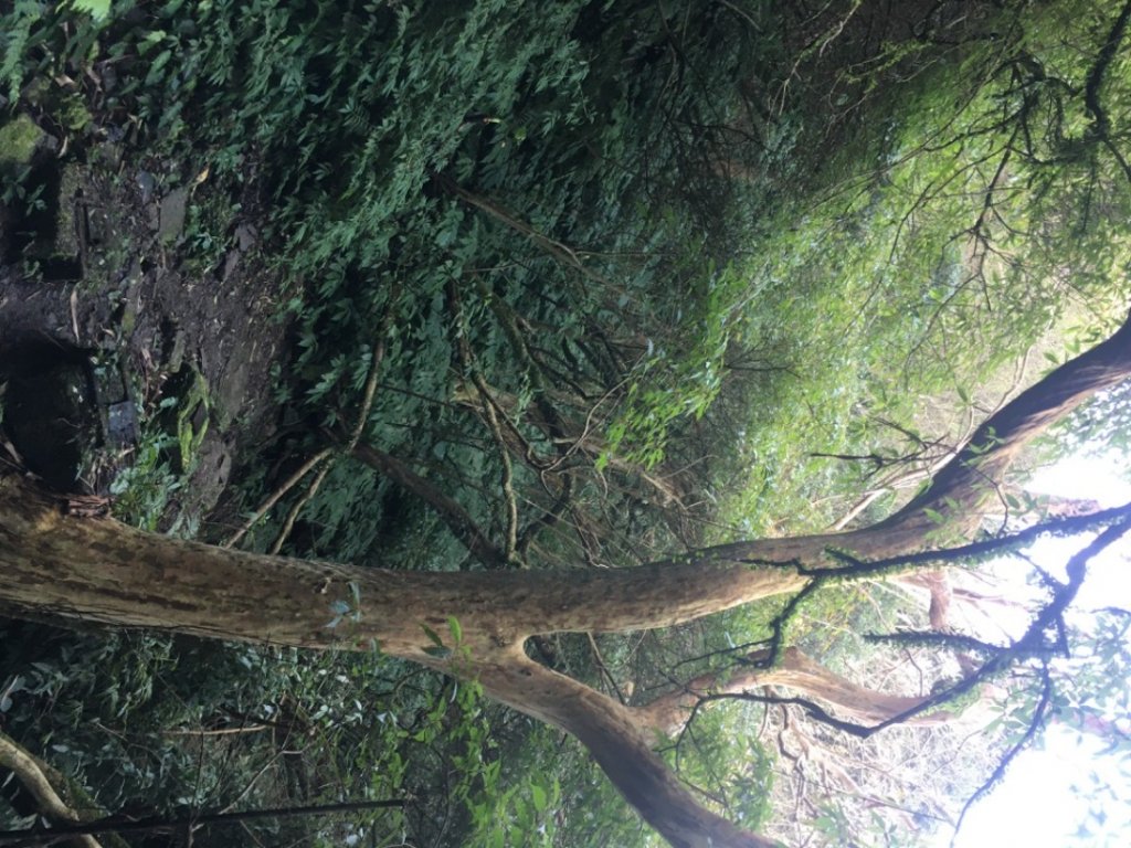 獅仔頭山、粽串尖、大丘田山、雲海101_2027632