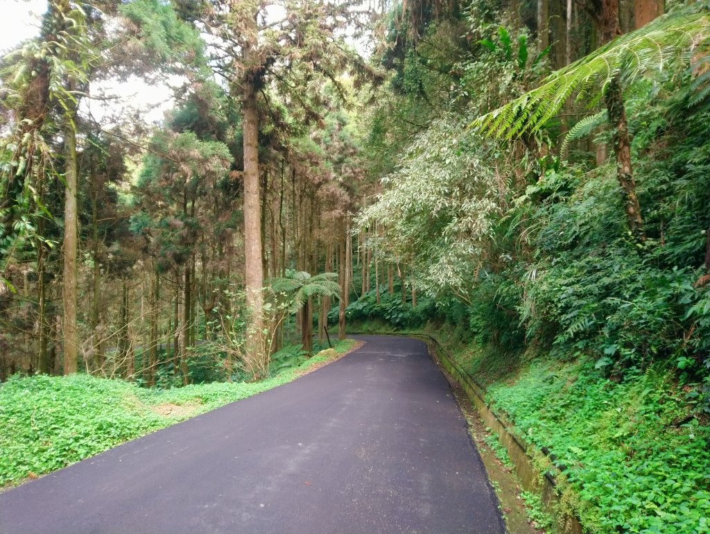 溪頭 南鳳凰山 天文台 神木O型 _869886