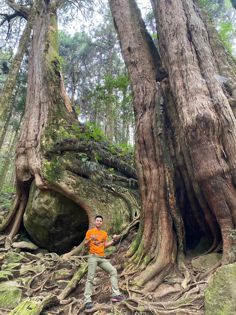 二萬坪山.屏遮那山.夫妻神木【最佳品質的森林浴】_2370221