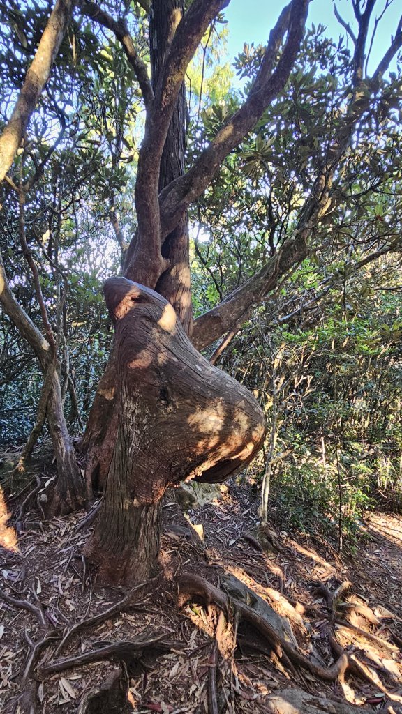 【細說大雪山木馬古道】橫嶺山、沙蓮山、笛吹山O繞_2921076