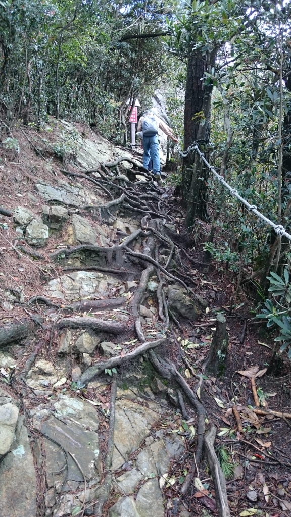鳶嘴山步道_24396