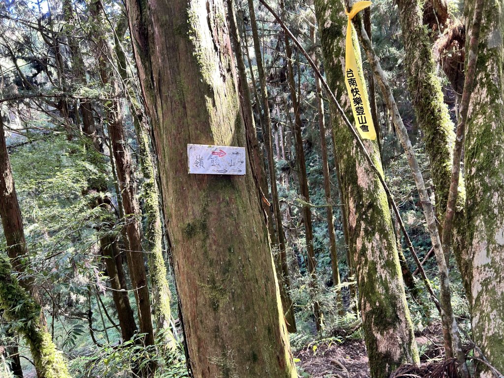 金柑樹山_2662672