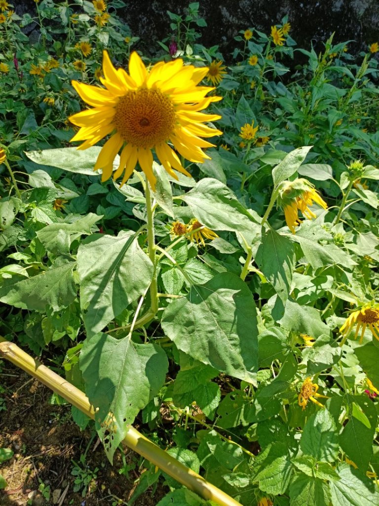 大縱走第七段-茶香縱走_1474579