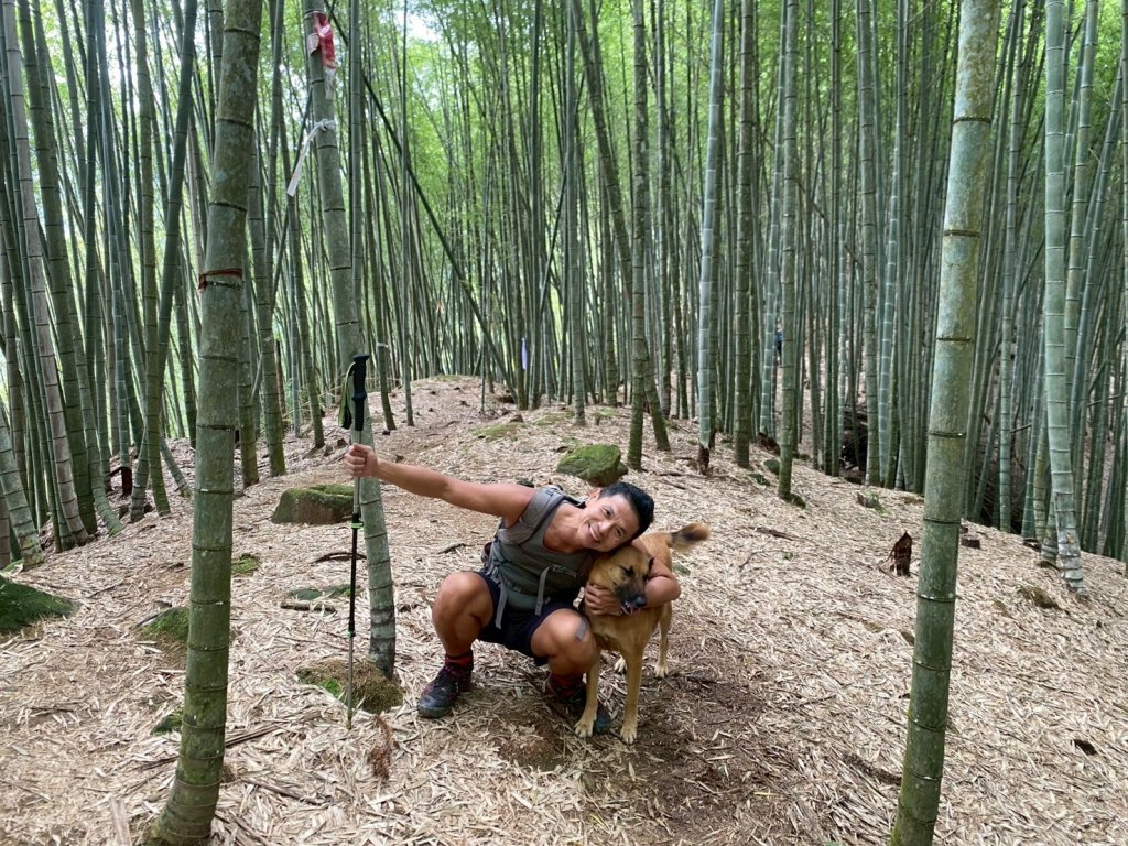 溪頭山-竹崙山-志騰山【夏日最愜意的避暑路線】封面圖