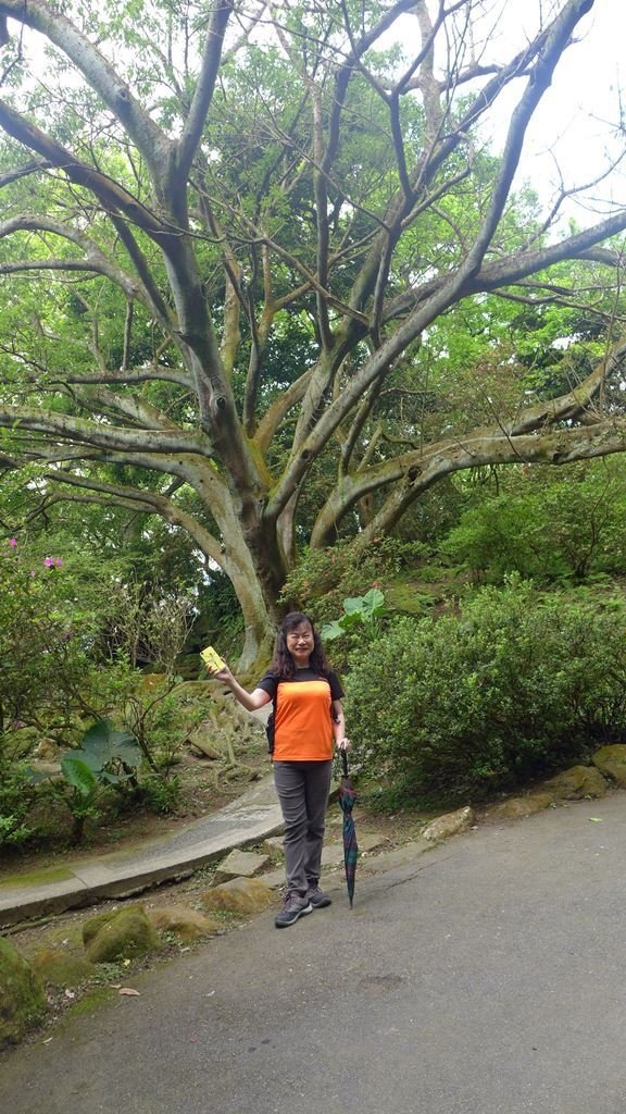 花團錦簇的陽明公園、海芋似雪的竹子湖_889711