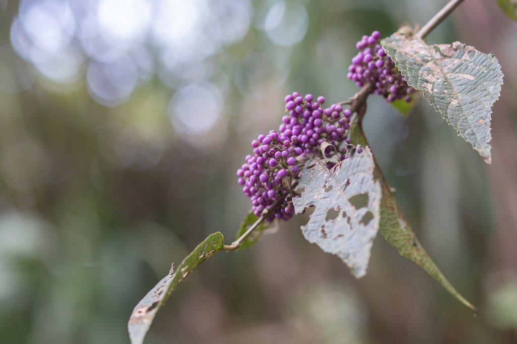 菅芒浪白｜五分山_2356463