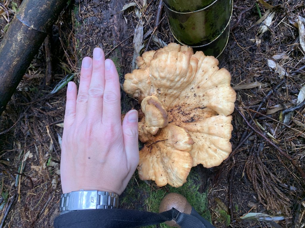 20251220嘉義凸龜山-芙蓉山-天福山_2973795