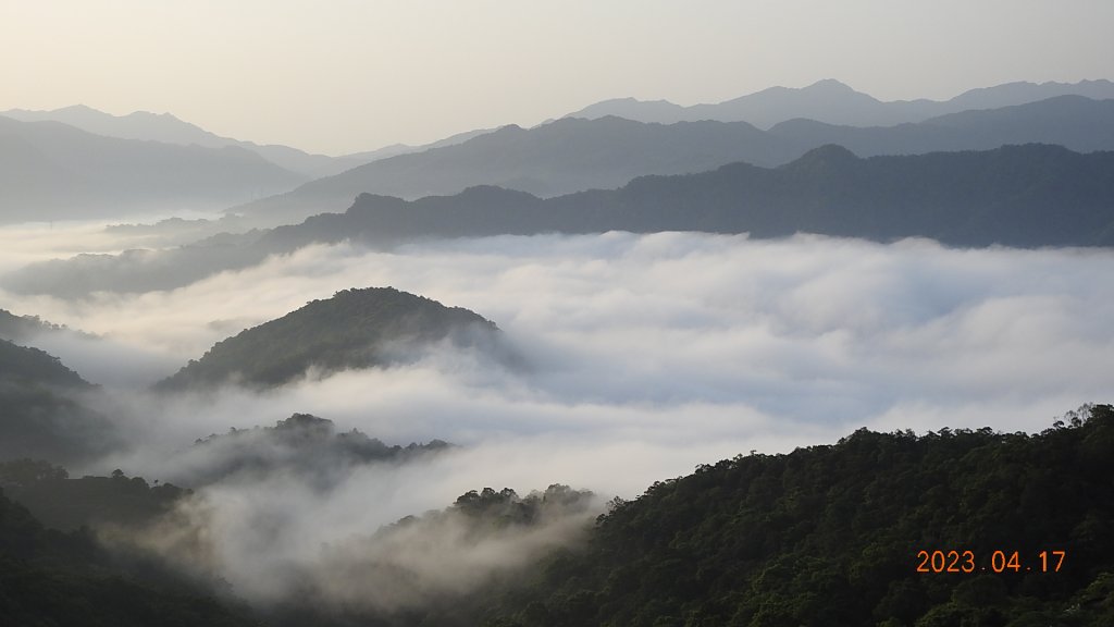 石碇十三股山/小格頭日出雲海+賞 #西施花 #松月櫻 孤挺花&桐花_2116943