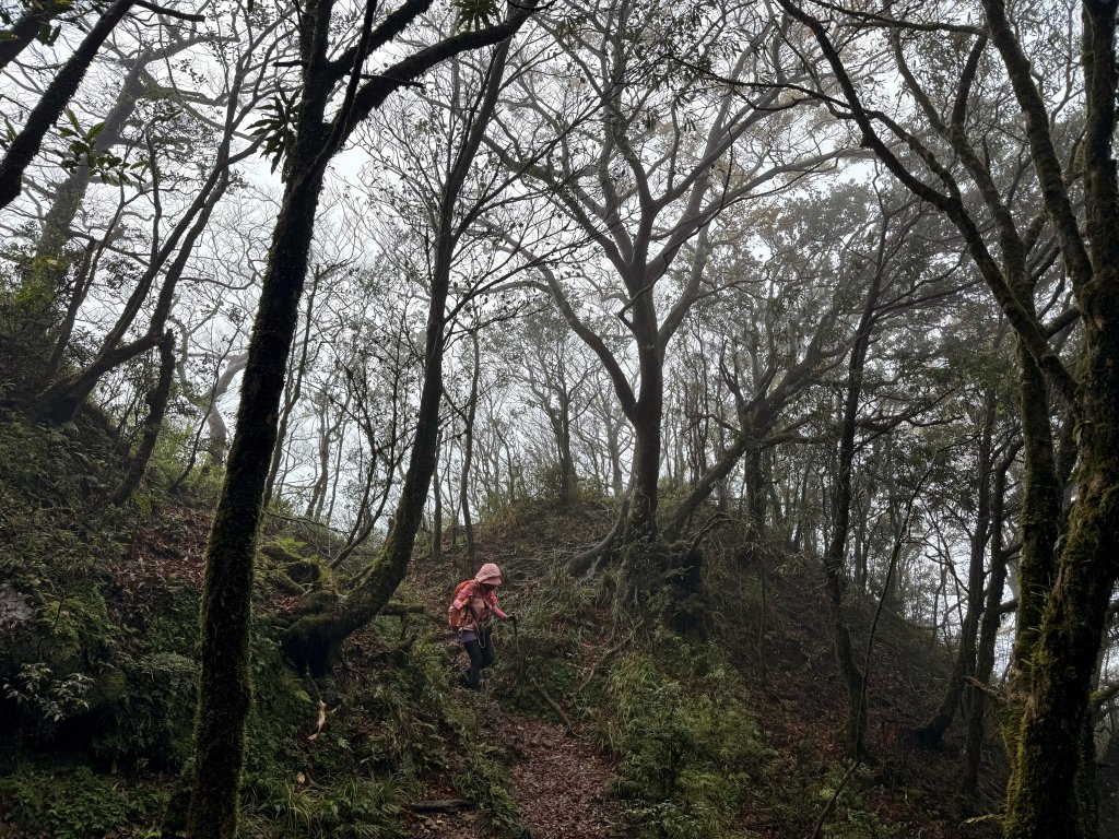 山毛櫸掉光光的 卡保逐鹿O繞 20251115_2937461