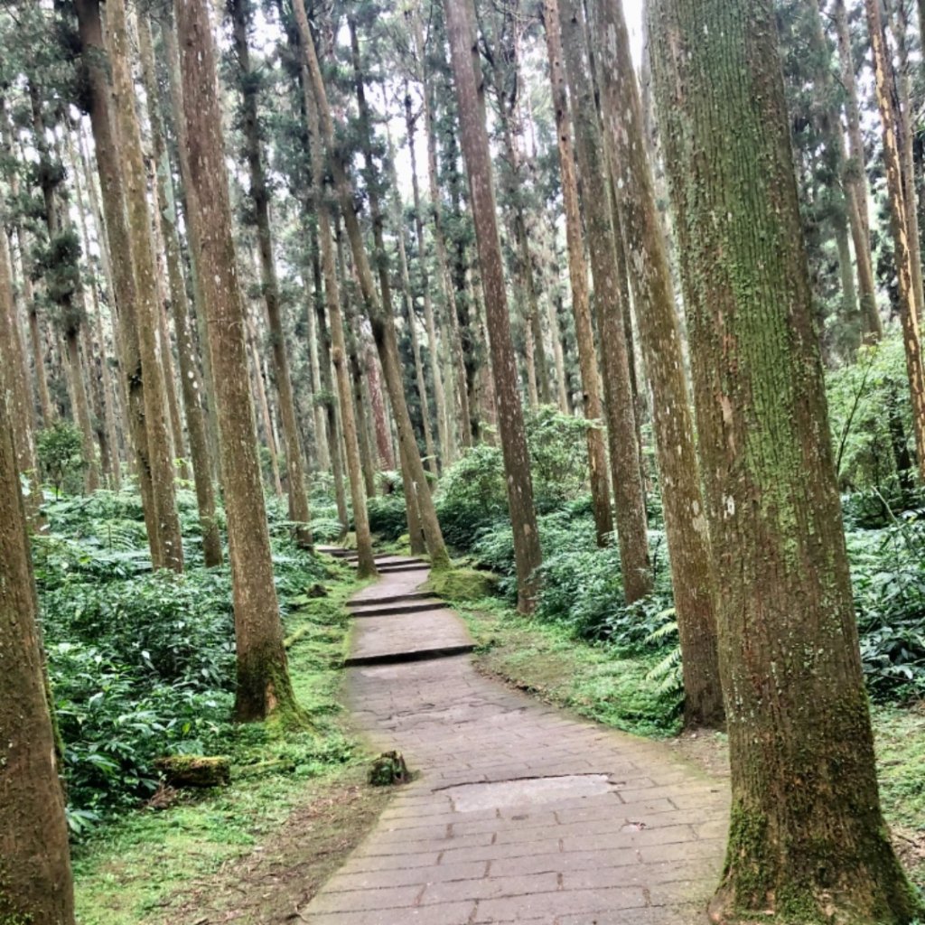 27.溪頭20多年了，好久不見，您依然「靜、美」_1352678