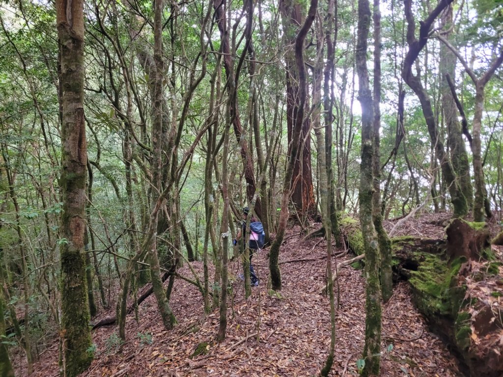 油霞麥縱走O型_1993060
