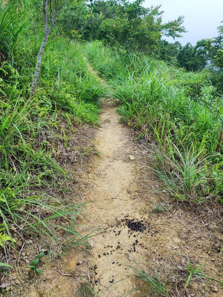 鵲子山-小百岳#84-宜蘭縣礁溪鄉_2248855