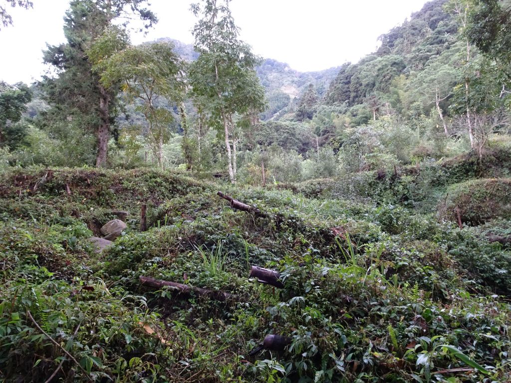 南投鹿谷-鳳凰山之三角點_222053