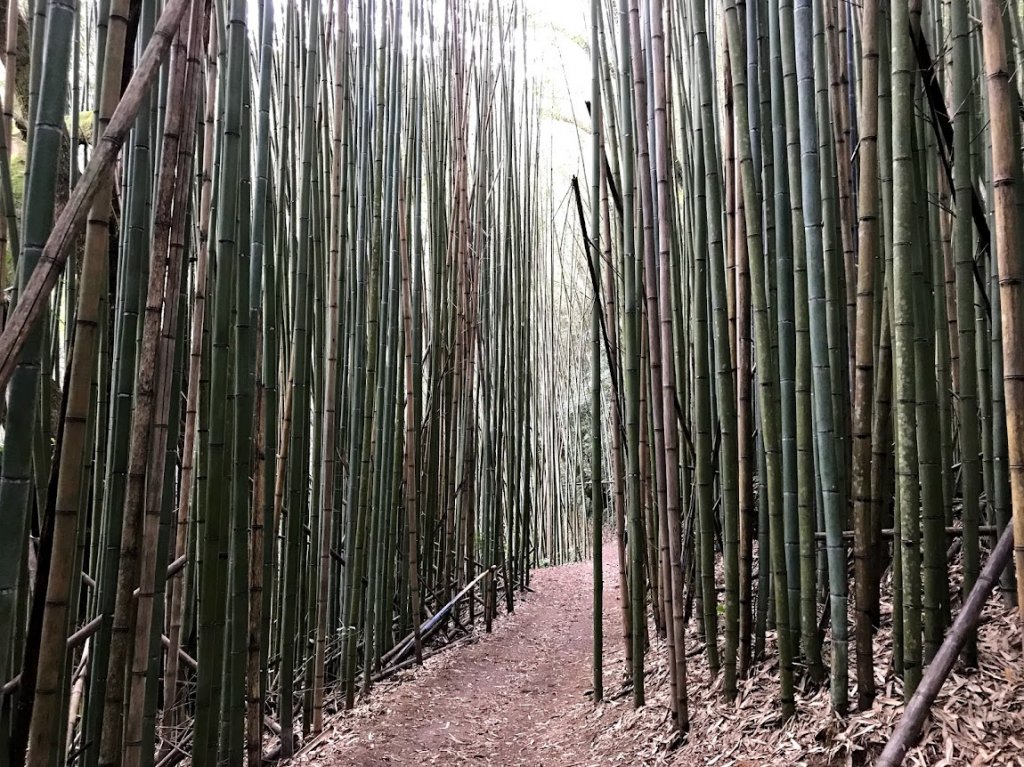 霞喀羅國家步道_養老段20190101封面圖