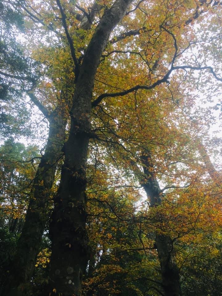期間限定、北得拉曼神木、內鳥嘴山毛櫸、巨木、雲海、瀑布_1924460