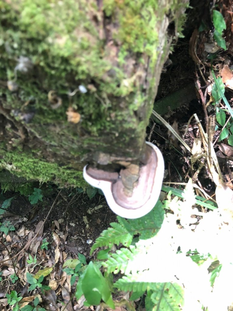 卑南族聖山都蘭山_1777912