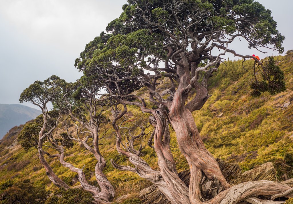 合歡北峰＋小溪營地～野營初體驗_1741385