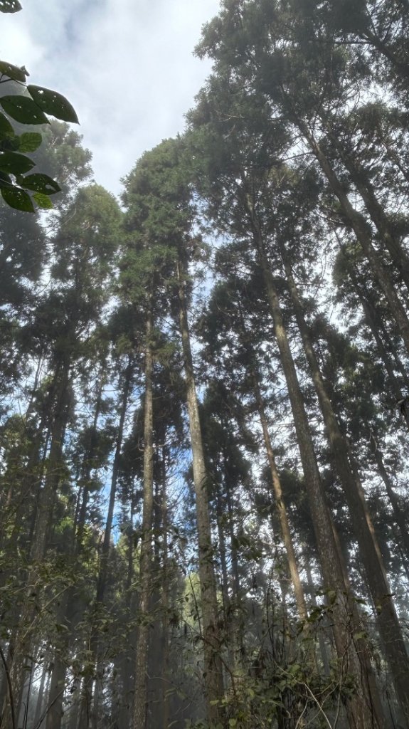 五峰鵝公髻山雲霧步道_2693974