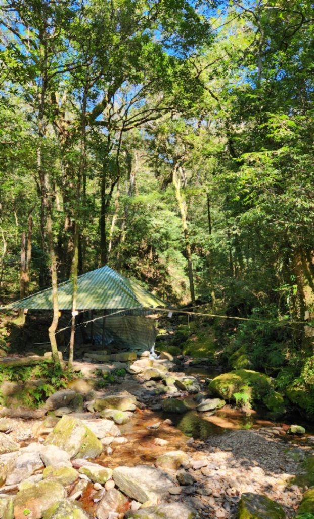 【中級山】插天山的奇幻世界，赫威山，赫威神木群步道_2741267