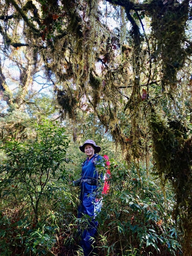 黃金魔幻森林～銅山_1526534