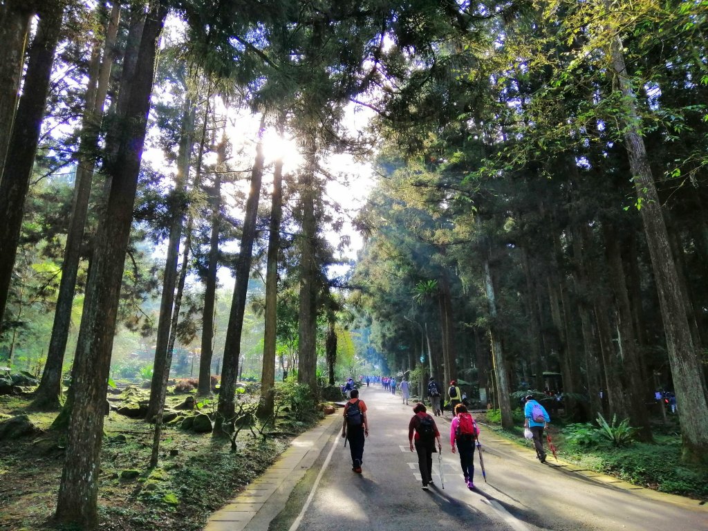 森林綠意滿滿芬多精。 溪頭森林遊樂區_770553