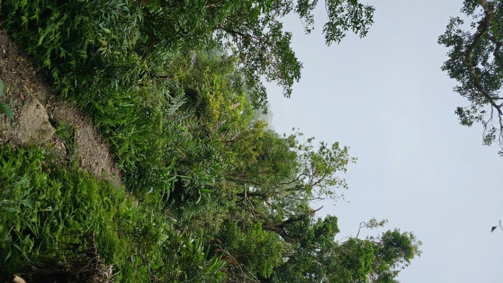 【暑假停課不停走】解鎖第49座小百岳#093都蘭山_2822537