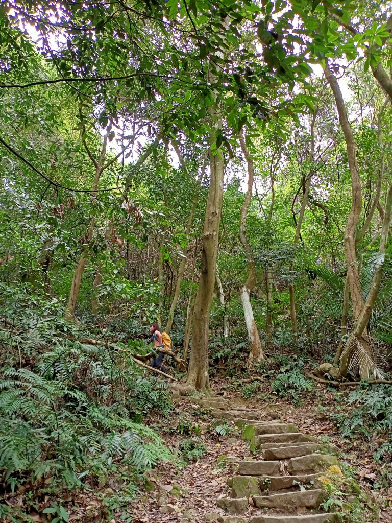 【苗栗-臺灣百大必訪步道】古道縱橫交錯的鳴鳳古道_1349059