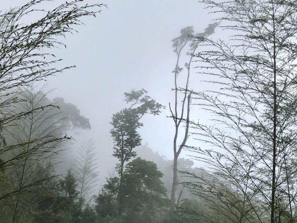 溪頭健走鳳凰山_346295