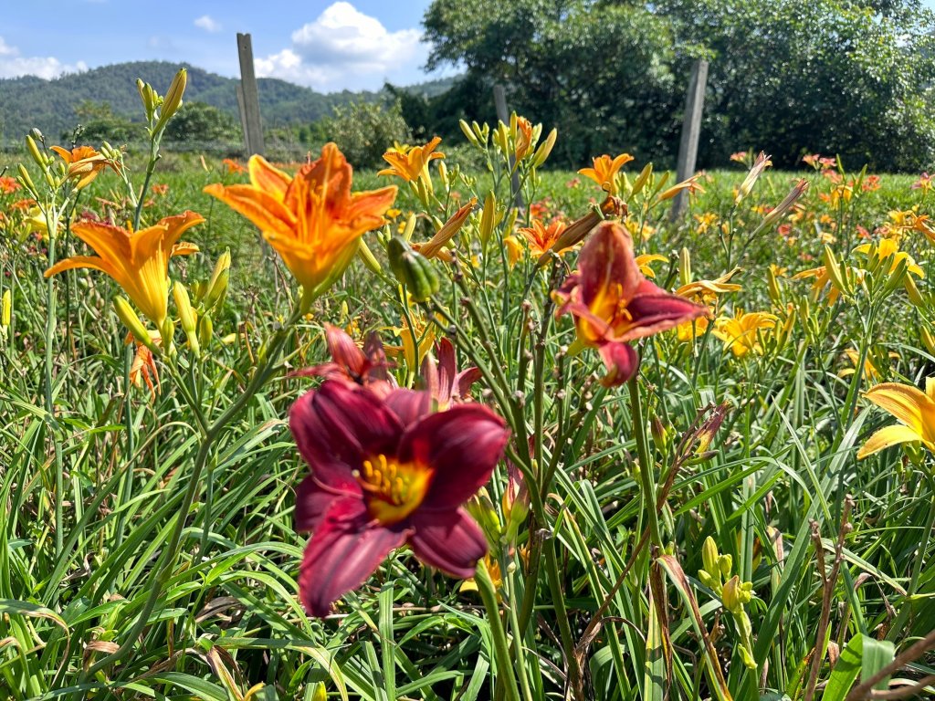 頭社金針花花海_2511584