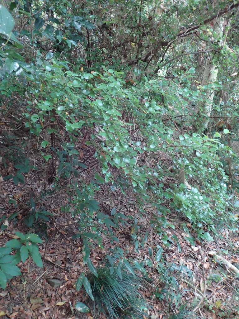 步道巡訪員 l 浸水營前段步道10月巡訪日誌_1146819