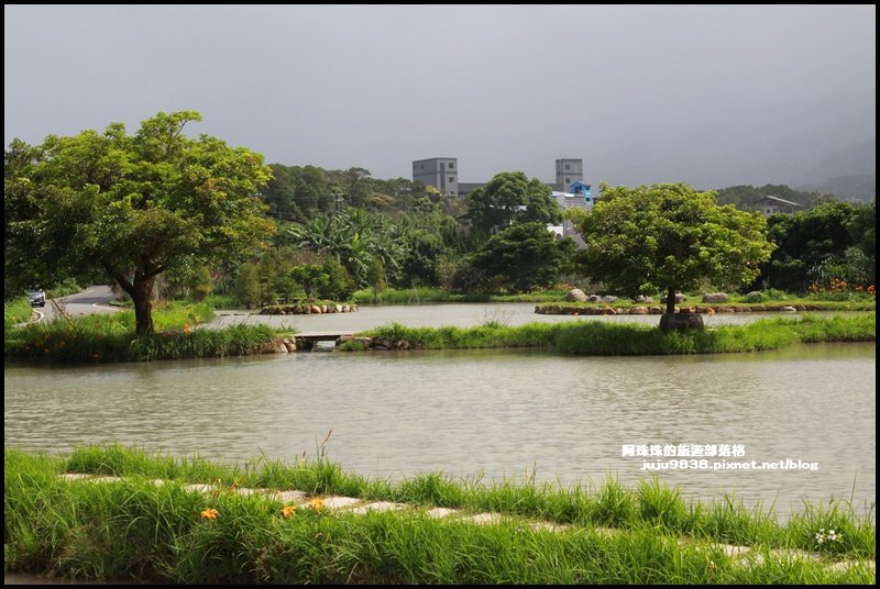 新北。三芝田心子水中央｜金針花+水中落羽_1146441