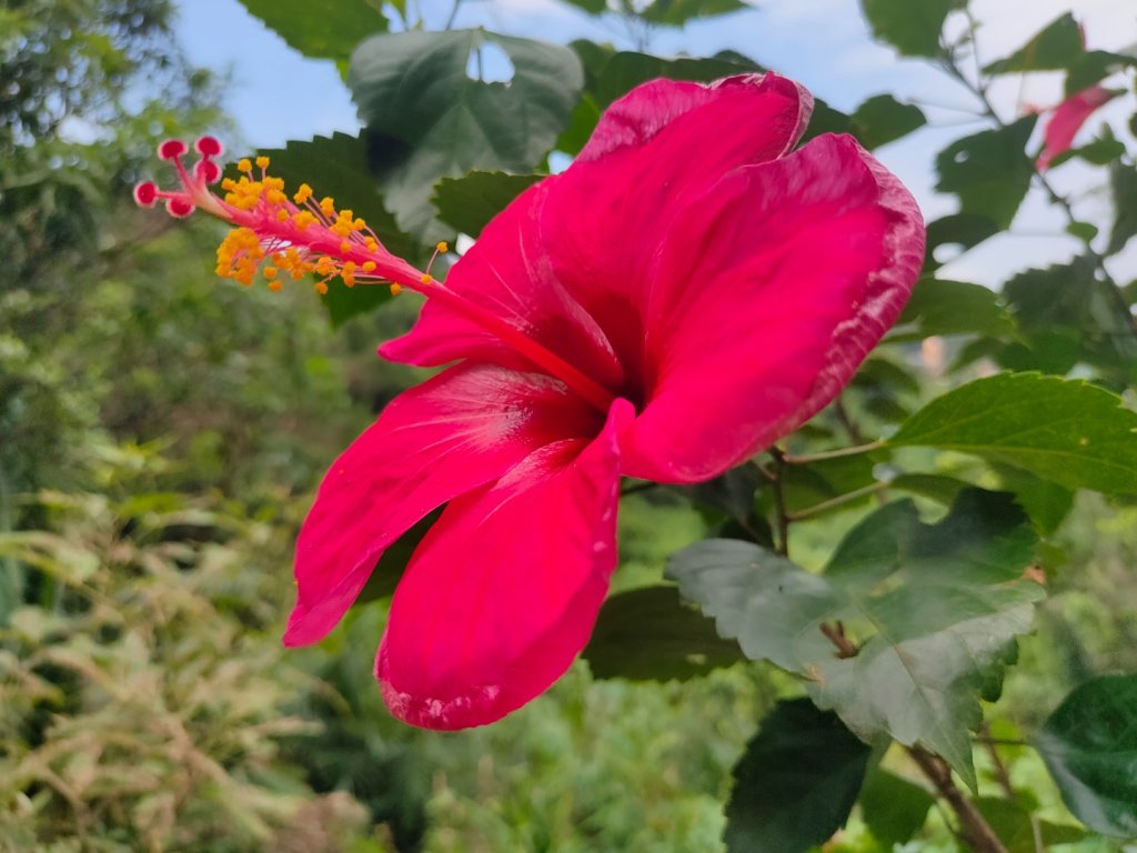 ［圓通寺烘爐地環山步道連走］（外挖子山,光明頂,南勢角山,青春嶺,國旗嶺）（2023/8/9）_2245032