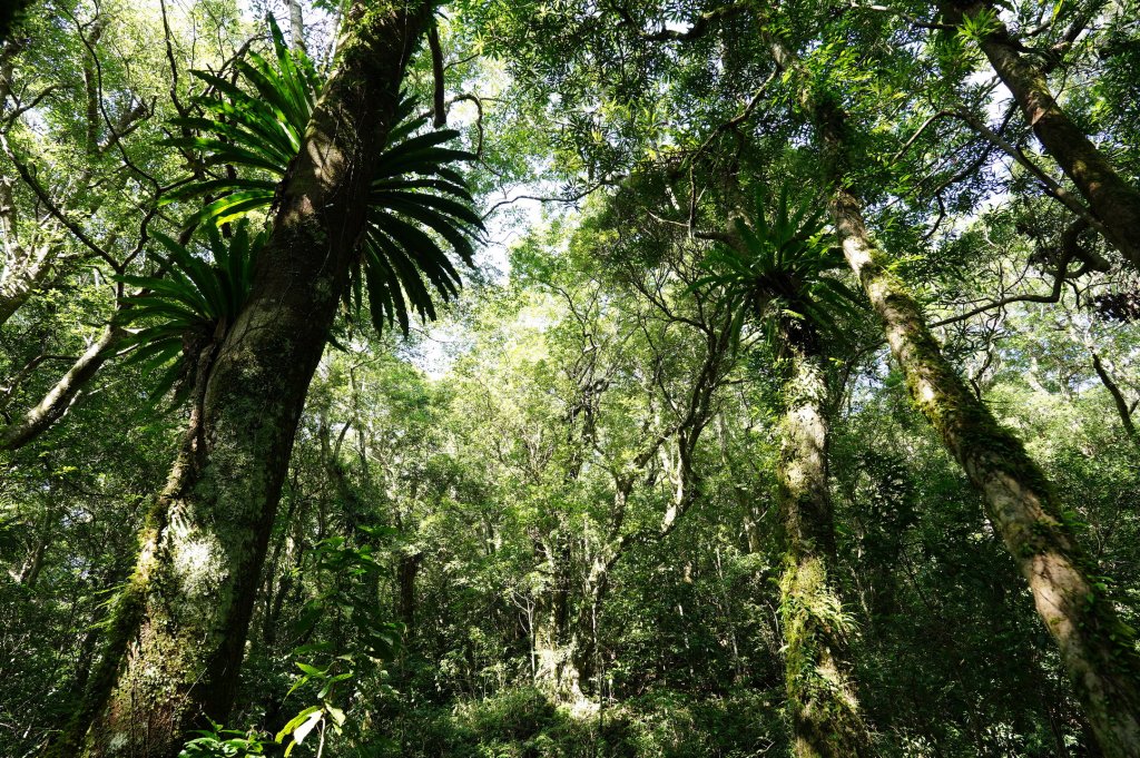 新北 烏來 山車廣山、檜山_2567376