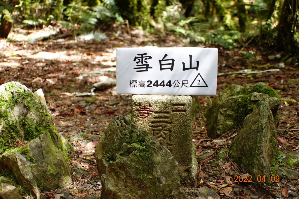 新竹 尖石 雪白山(泰矢生山)封面圖