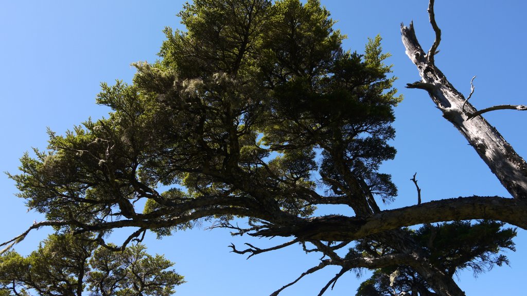 池有山單攻登山健行趣(百岳52)_1515378