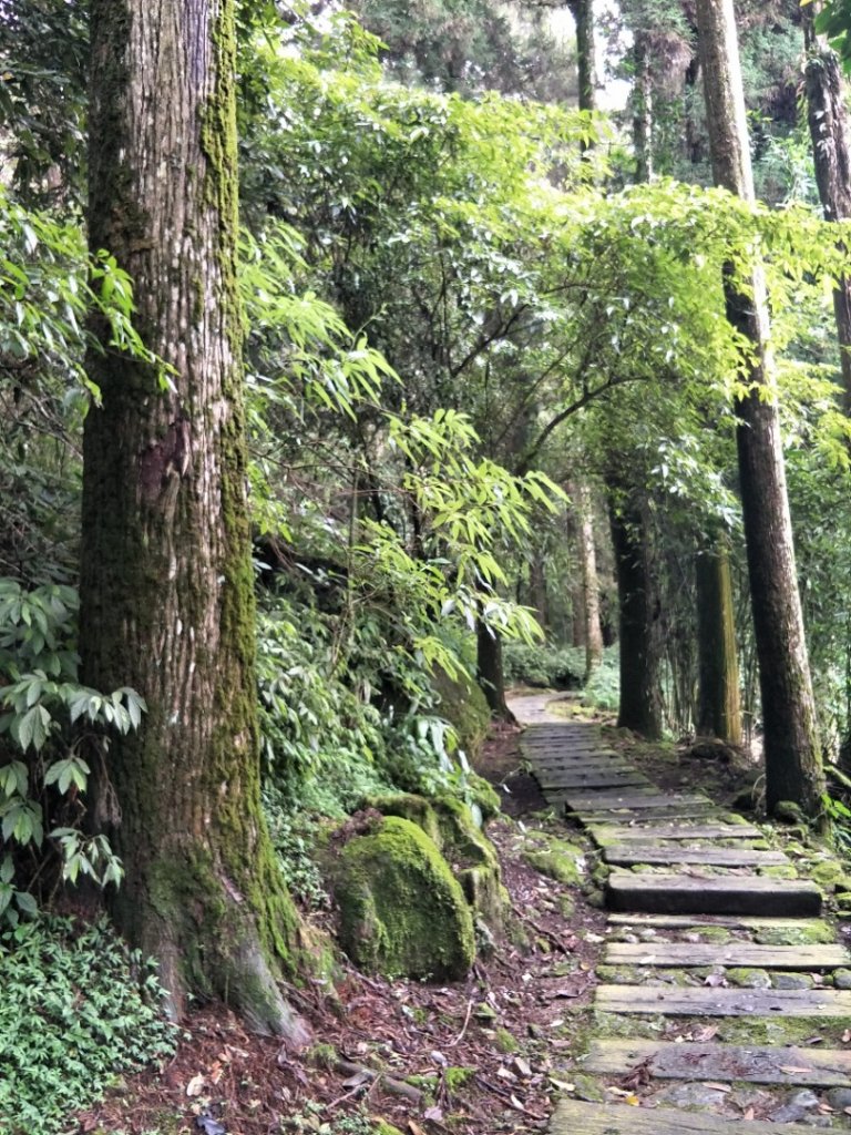 頂湖步道_1426178