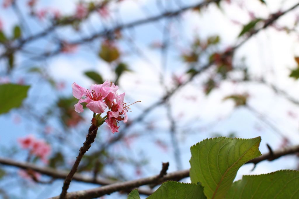 櫻花盛開小半天封面圖