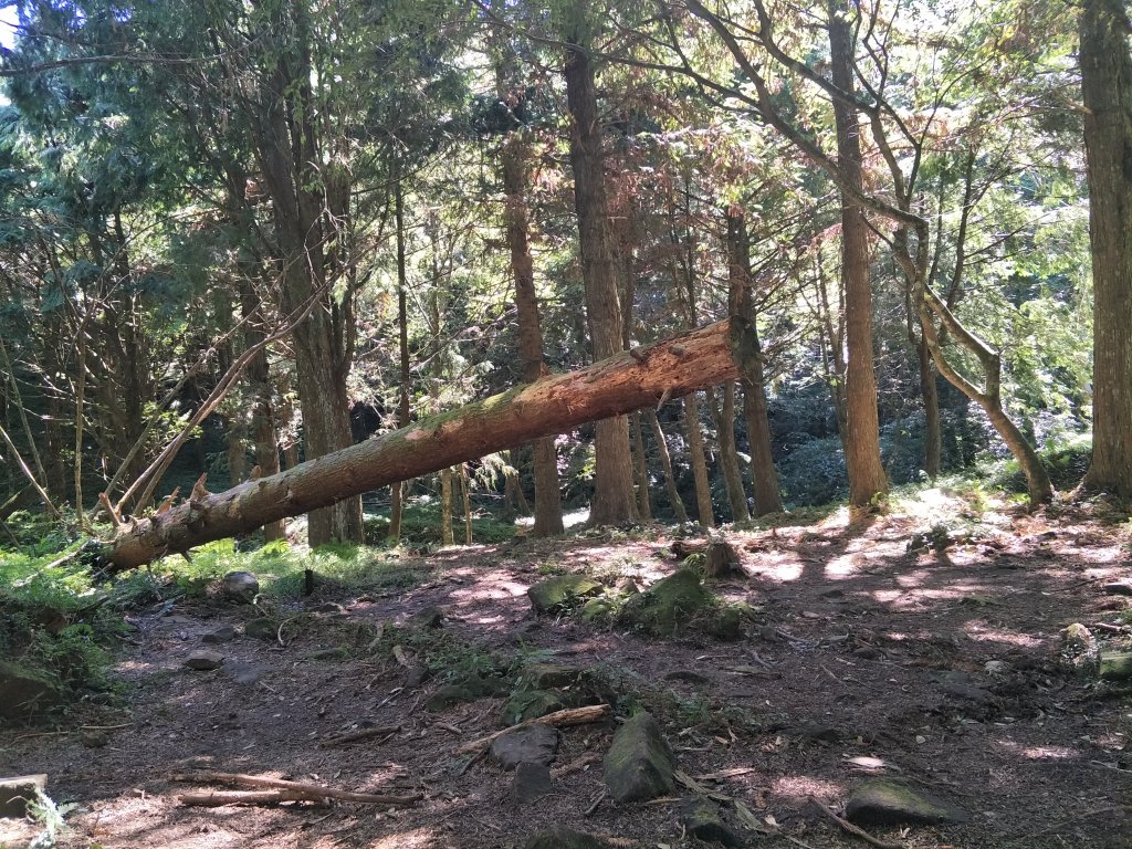 2020 10 28 東眼山自導式步道_1146705