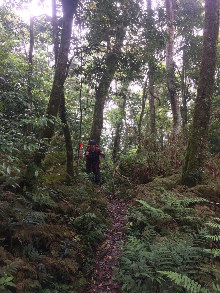 鵝公髻山之花_400677