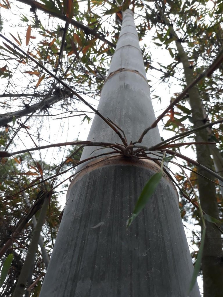 雲林林內龍過脈森林步道20190323_550579
