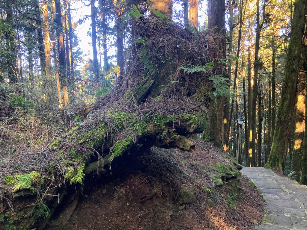 祝山觀日步道(小笠原山)_2649682