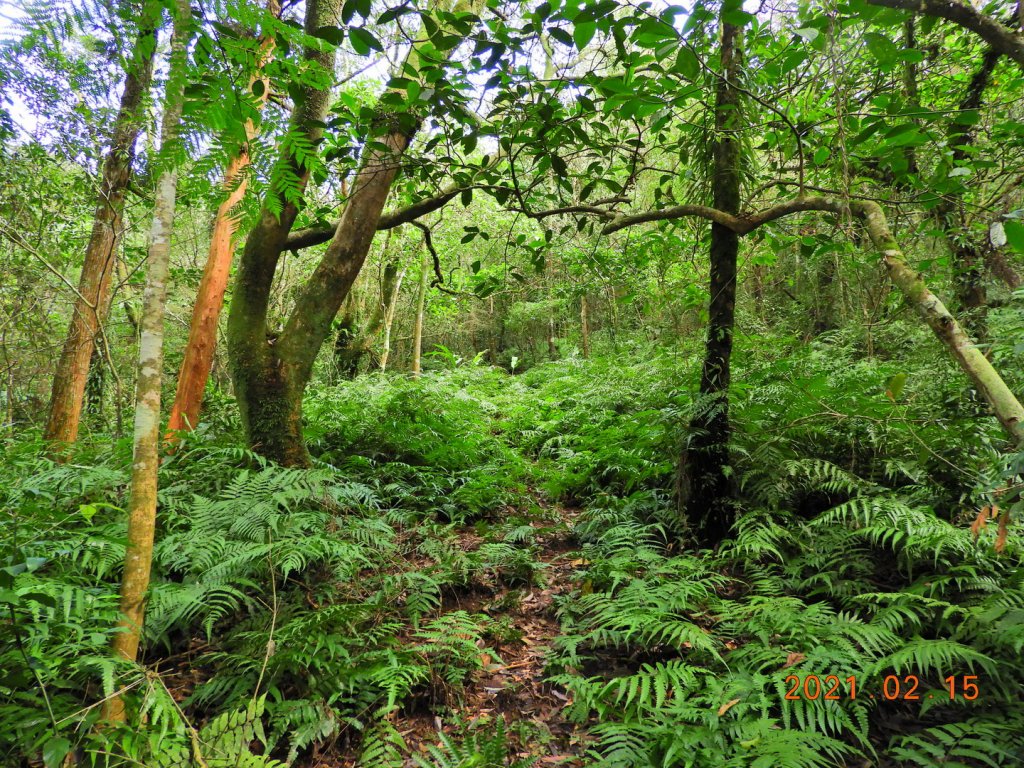 新北 雙溪 上內平林山、下內平林山_1273147