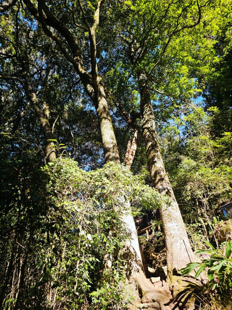 屋我尾山-谷關七雄(老三)_2962542