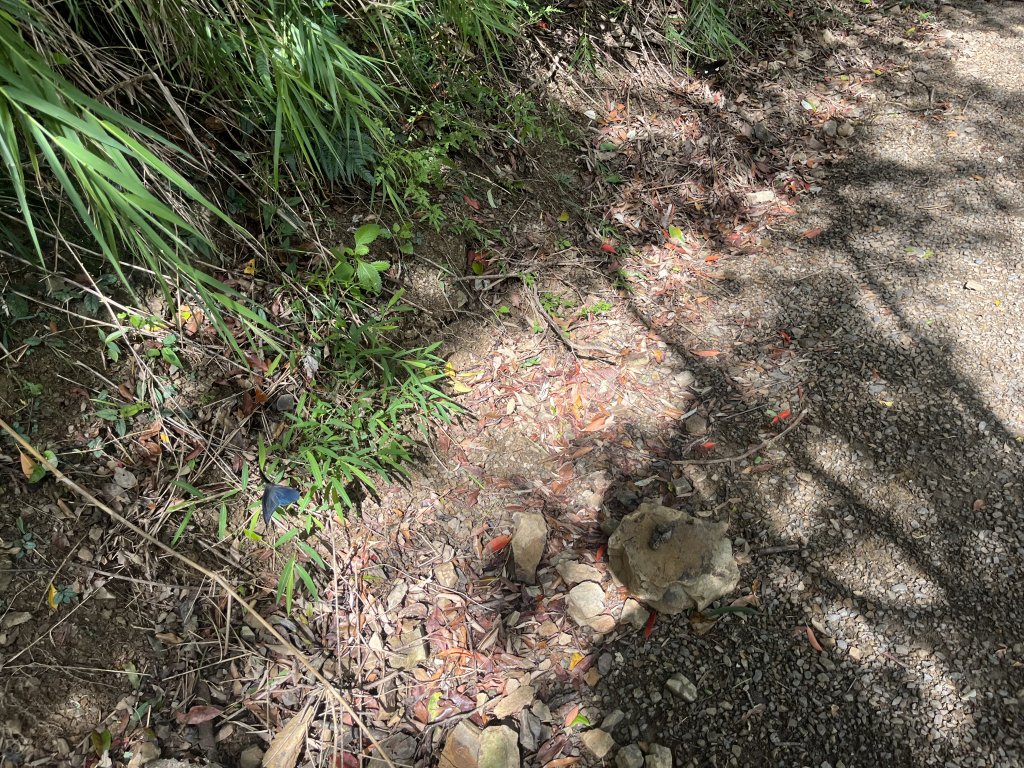 [屏步青雲 尋寶任務-03/10] 2024_0917 雙流國家森林遊樂區（瀑布步道）_2597762